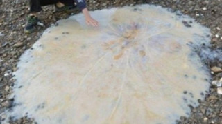Огромна медуза изплува на плаж в Тасмания