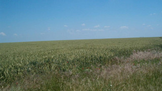 Цената на пшеницата пада