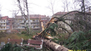 Габрово с нови дървета след урагана