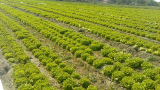 Засякоха отровни  марули на пазар под тепетата