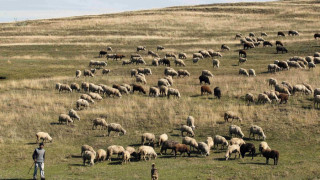 Румъния сваля ДДС на месото