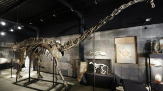 Продадоха скелет на динозавър за 400,000 лири