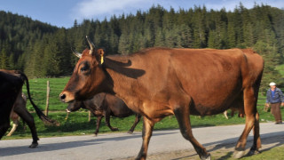 Хилядарка за овчар в Родопите