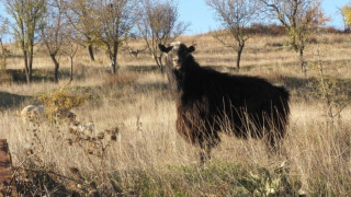 Пръч напада в Пиринско, полицаи го налагат с палки (ВИДЕО)