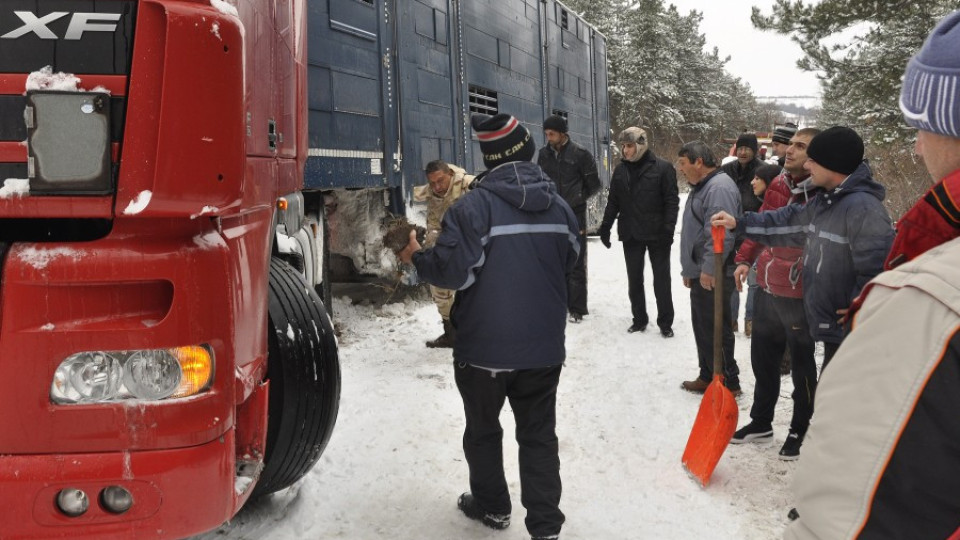 Датски ТИР с говеда закъса на БГ село | StandartNews.com