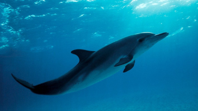 A lone dolphin terrorizes the coast of Japan
 – 2024-08-29 08:40:34