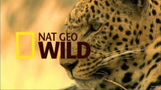 VIVACOM излъчва със сателит Nat Geo Wild