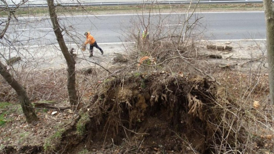 Силен вятър, паднали дървета и мазилки, 20 000 без ток в Западна България (ОБЗОР) | StandartNews.com