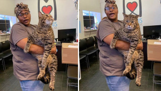 Огромна котка в приют е новата звезда в САЩ