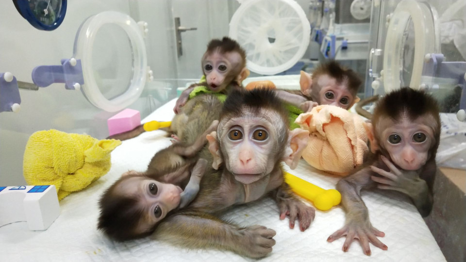 Зловещо! Мъск чипирал маймуни, какво се случва с мозъците им | StandartNews.com