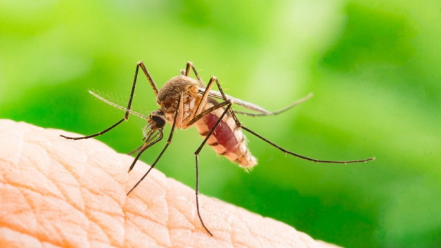 Virologist warns! These are the symptoms of West Nile fever
 – 2024-08-29 16:21:14