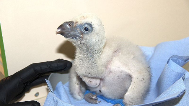 For the first time in the history of the Zoo in Stara Zagora, a griffon vulture hatched
 – 2024-03-06 11:44:11