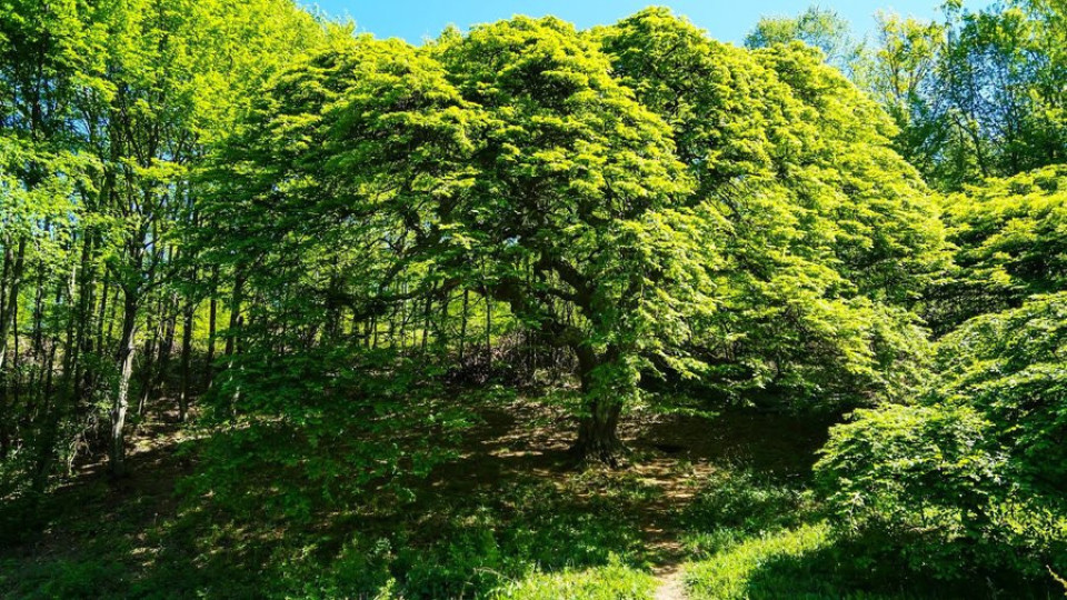 Богатствата на България! Удивително дърво у нас, няма такова на Балканите | StandartNews.com
