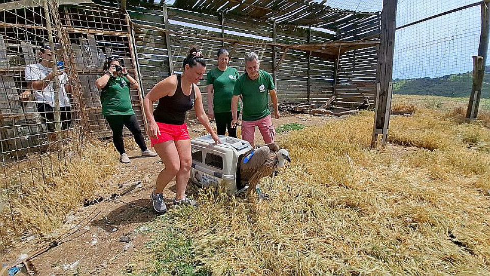 Започва дарителска кампания за набиране на средства за проследяване на излюпените в Зоопарк Стара Загора белоглави лешоядчета | StandartNews.com