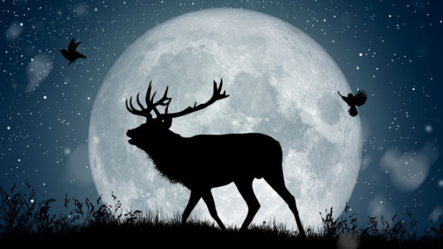 La lune du cerf change la vie de 4 signes du zodiaque.  Ils conquièrent le monde