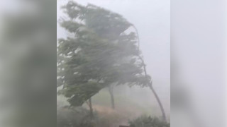 Жестока буря порази Северна България! Дървета летят по пътищата