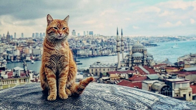 Why are cats especially revered in Istanbul?
 – 2024-10-26 17:50:00