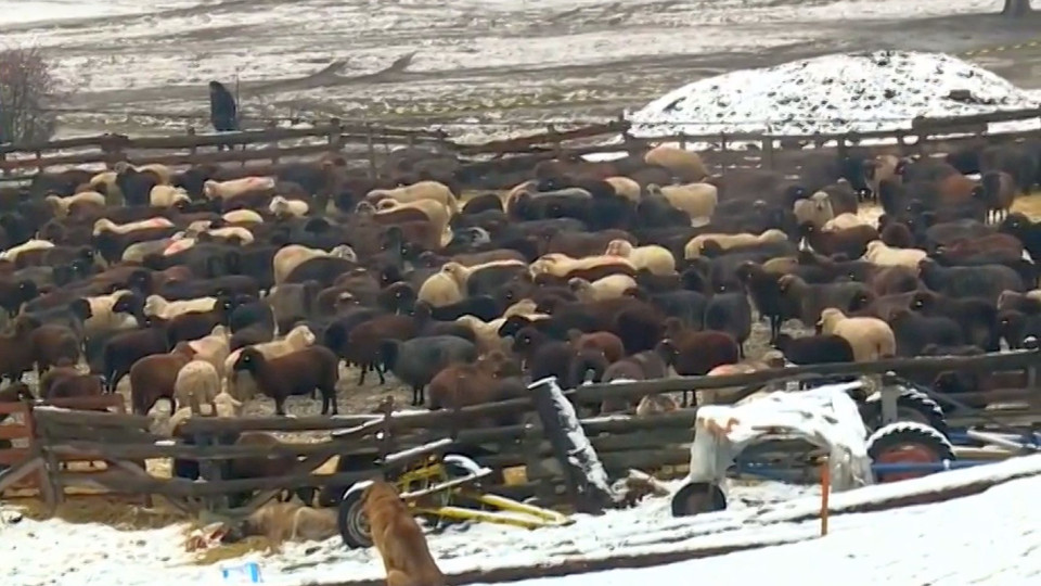 Нова акция. Проверки за болни животни в друг район на България | StandartNews.com