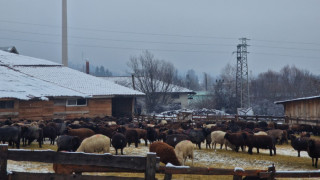 БАБХ с ключов ход за животните във Велинград