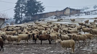 Двама министри във Велинград. Призив към животновъдите