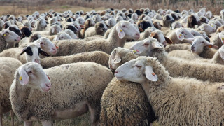 Спешни мерки за животни в Доспат