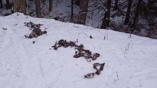 Обрат! Нова версия за птиците в Копривщица